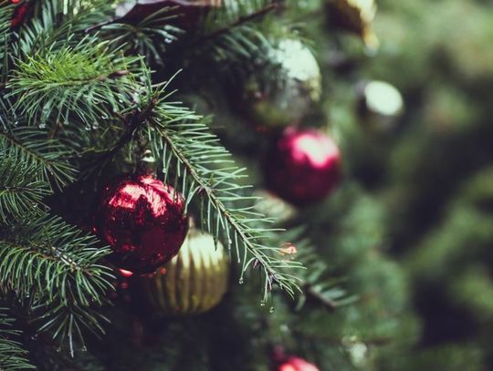 Co zrobić z choinką po świętach?