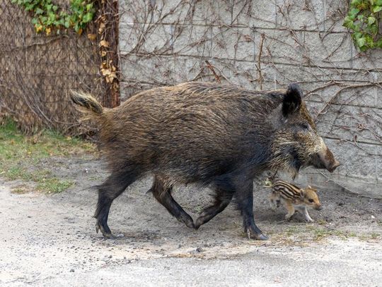 Dziki w Warszawie coraz większym problemem
