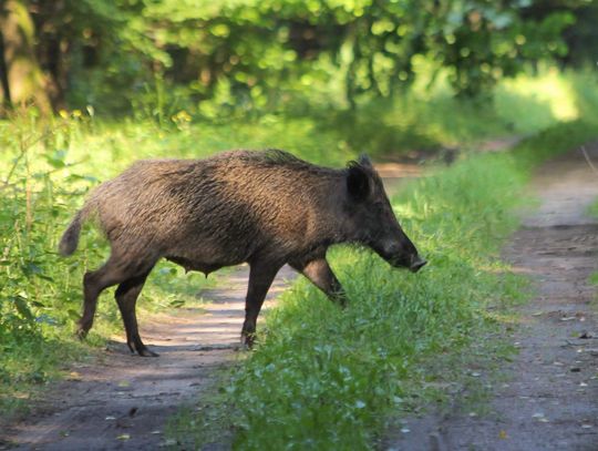 Jesienią dziki ruszają na żer!