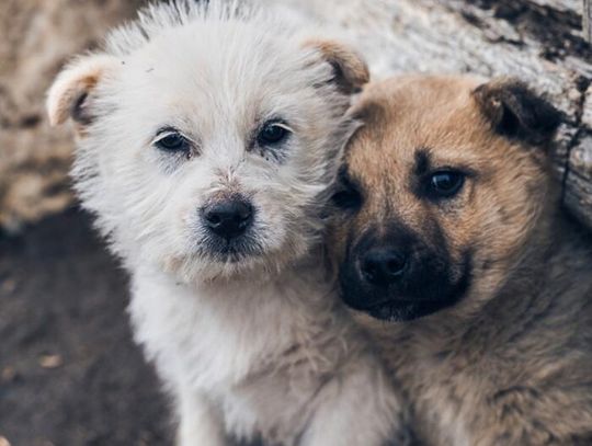 Trwa zbiórka darów dla psów i kotów Fundacji Judyta