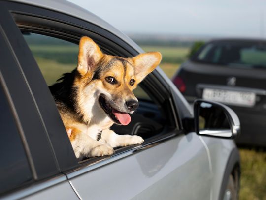 Wakacje z pupilem? Sprawdź nowe przepisy UE, zanim spakujesz walizki! Wakacje z pupilem? Sprawdź nowe przepisy UE, zanim spakujesz walizki!