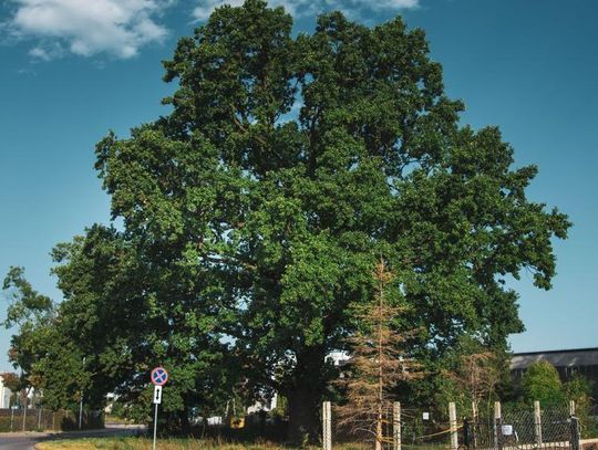 Zgłoś swojego faworyta