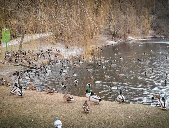 Zima w mieście: zadbajmy o ptaki i koty wolno żyjące