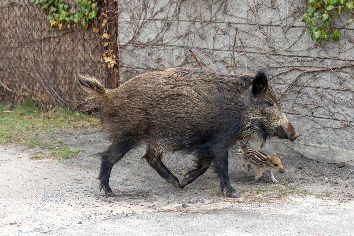 Dziki w Warszawie coraz większym problemem
